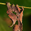 Lobster Moth Caterpillar