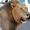 African Lion