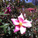 China Rose