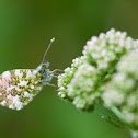 Anthocharis cardamines - Hajnalpírlepke