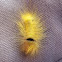 Pale Tussock