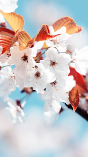 How to download Cherry Blossom for Chat lastet apk for laptop