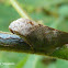 Spittlebug
