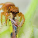 Jumping Spider 
