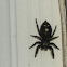 Daring Jumping Spider