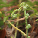 Christmas Fern Fiddlehead