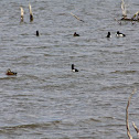 Ring-necked Ducks