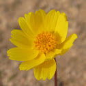 California Tickseed