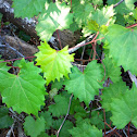 Muscadine Vine