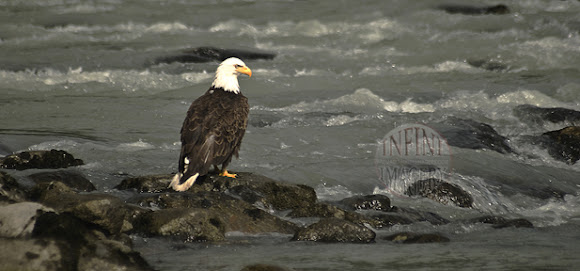 Spotting Image 1