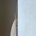 Green Lacewing sp.