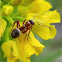 Ant