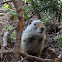 Uinta Ground Squirrel