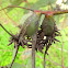 four winged gall