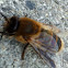 Biene