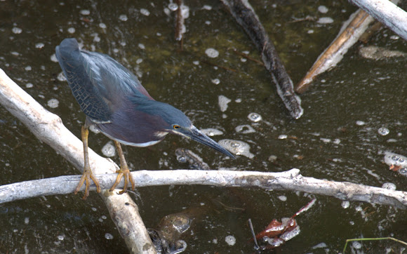 Spotting Image 1