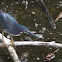 Green heron