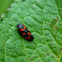Froghopper