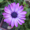 Gazania