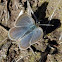 Common grass blue 