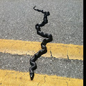 Black snake