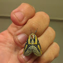 Hieroglyphic Moth
