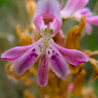 Satyrium erectum