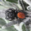 Johnson Jumper Spider