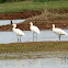 Common Spoonbill
