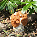 False Morel or Calf's Brain