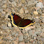 Mourning Cloak