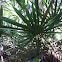 Saw Palmetto