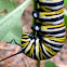 Monarch Larva