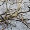 sycamore in winter
