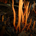 Clavulinopsis