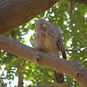 Jungle Babbler