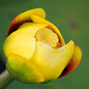 Yellow Water-lily