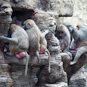 Hamadryas baboon