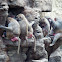 Hamadryas baboon