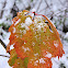 Oak Leaf