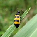 Blister Beetle