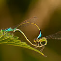 Damselflies in love