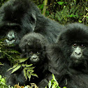 Mountain Gorilla