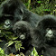 Mountain Gorilla