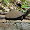 Marsh Terrapin