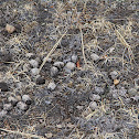 Mule Deer scat