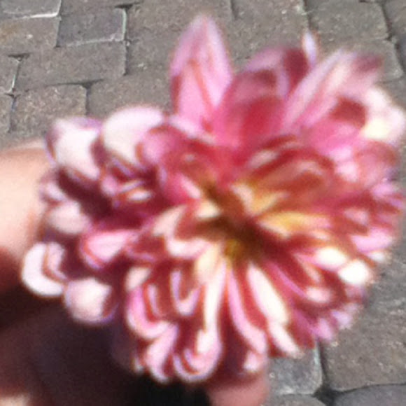 Spotting Image 1