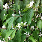 Honeysuckle