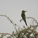 Blue-cheeked Bee-eater