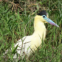 Capped Heron Garça-real